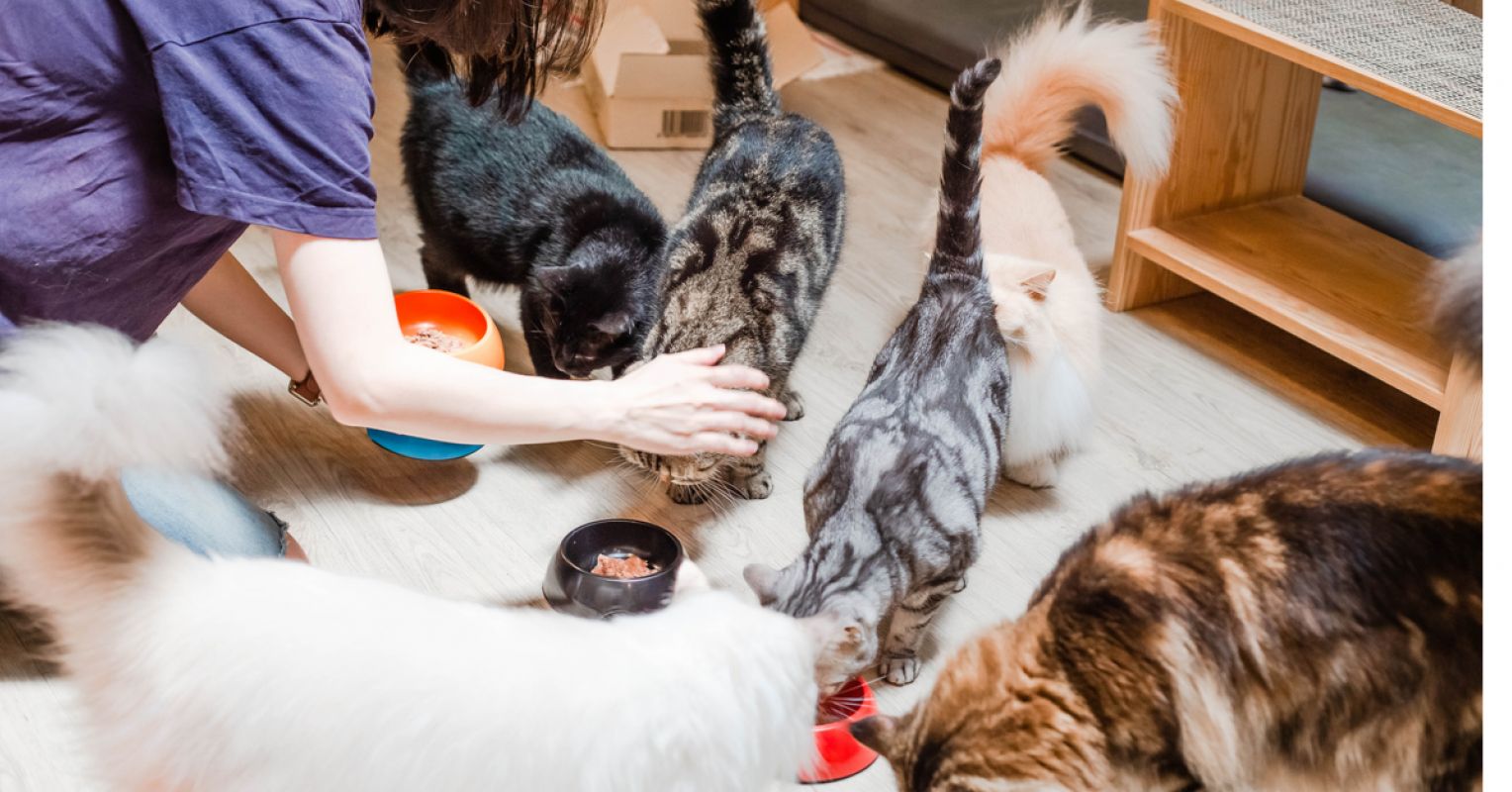 How Pet Owners Cross the Line to Become Animal Hoarders | Psychology Today