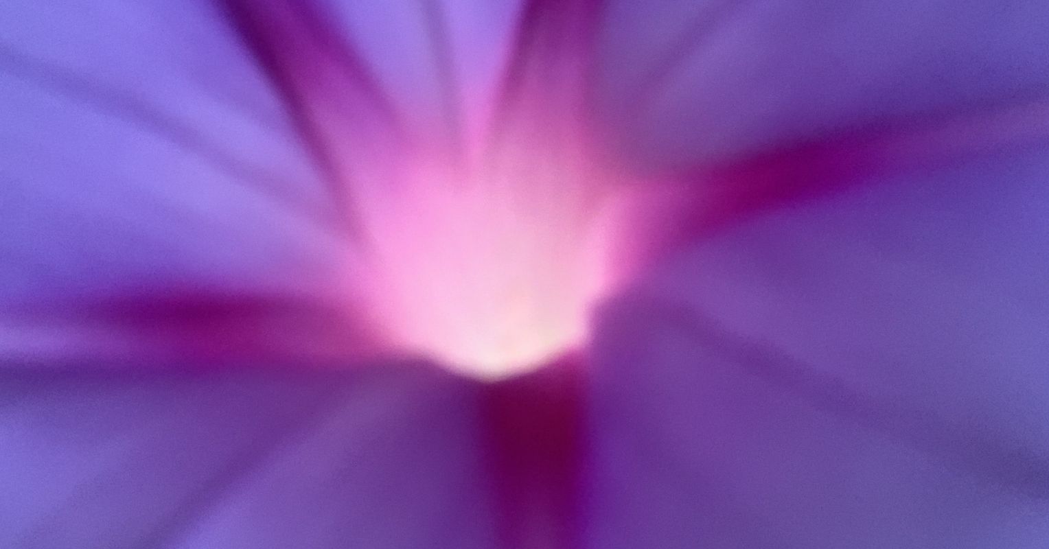 Flower Meaning Hopelessness Best Flower Site