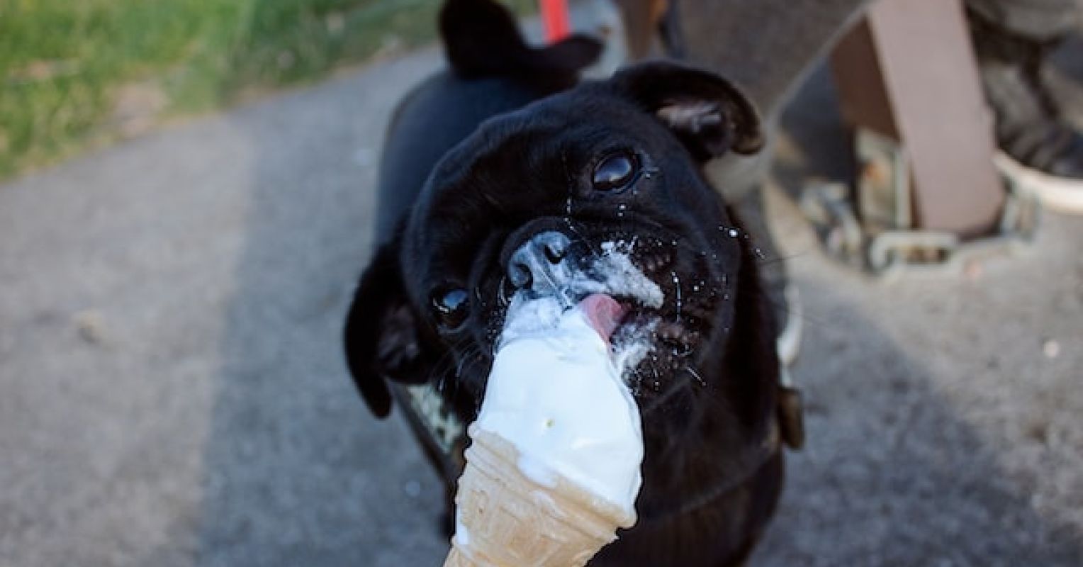 View of Dogs, Eating, and Emotions | Psychology Today