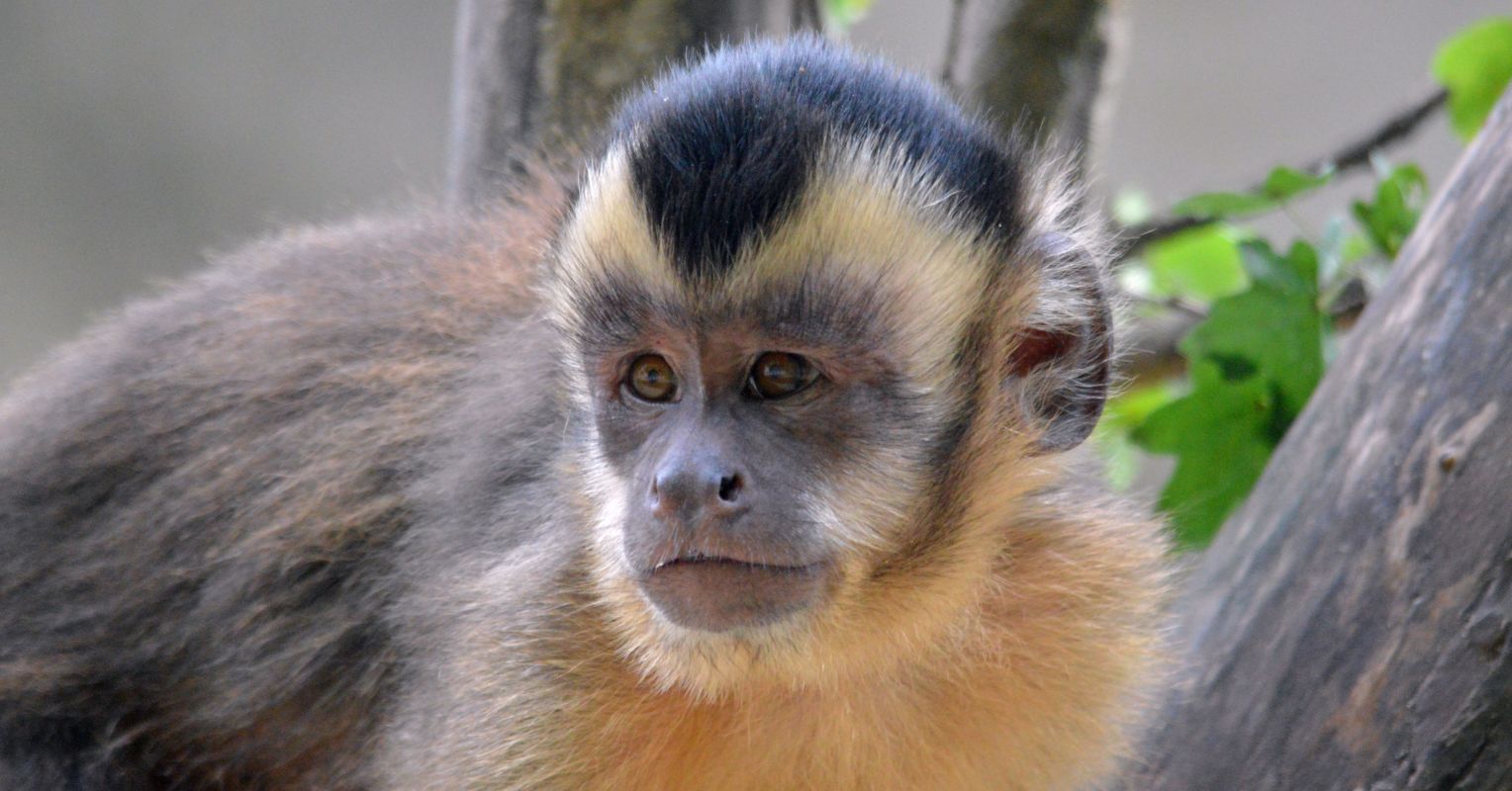 Why Do Monkeys Rub Themselves, and Others, With Onions? Psychology Today