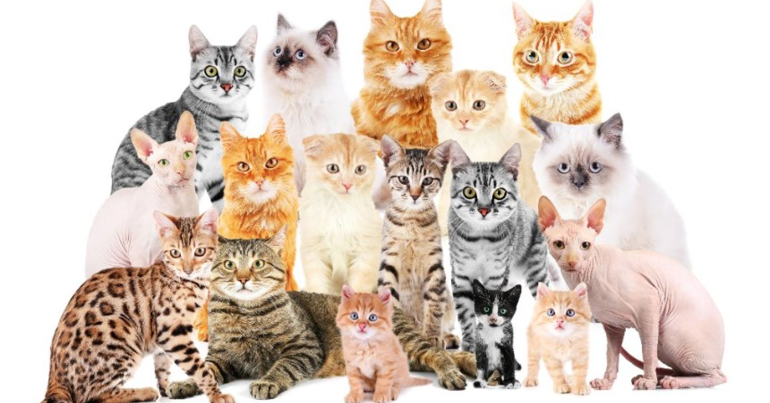 15 Facts You Might Not Know About Cats | Psychology Today