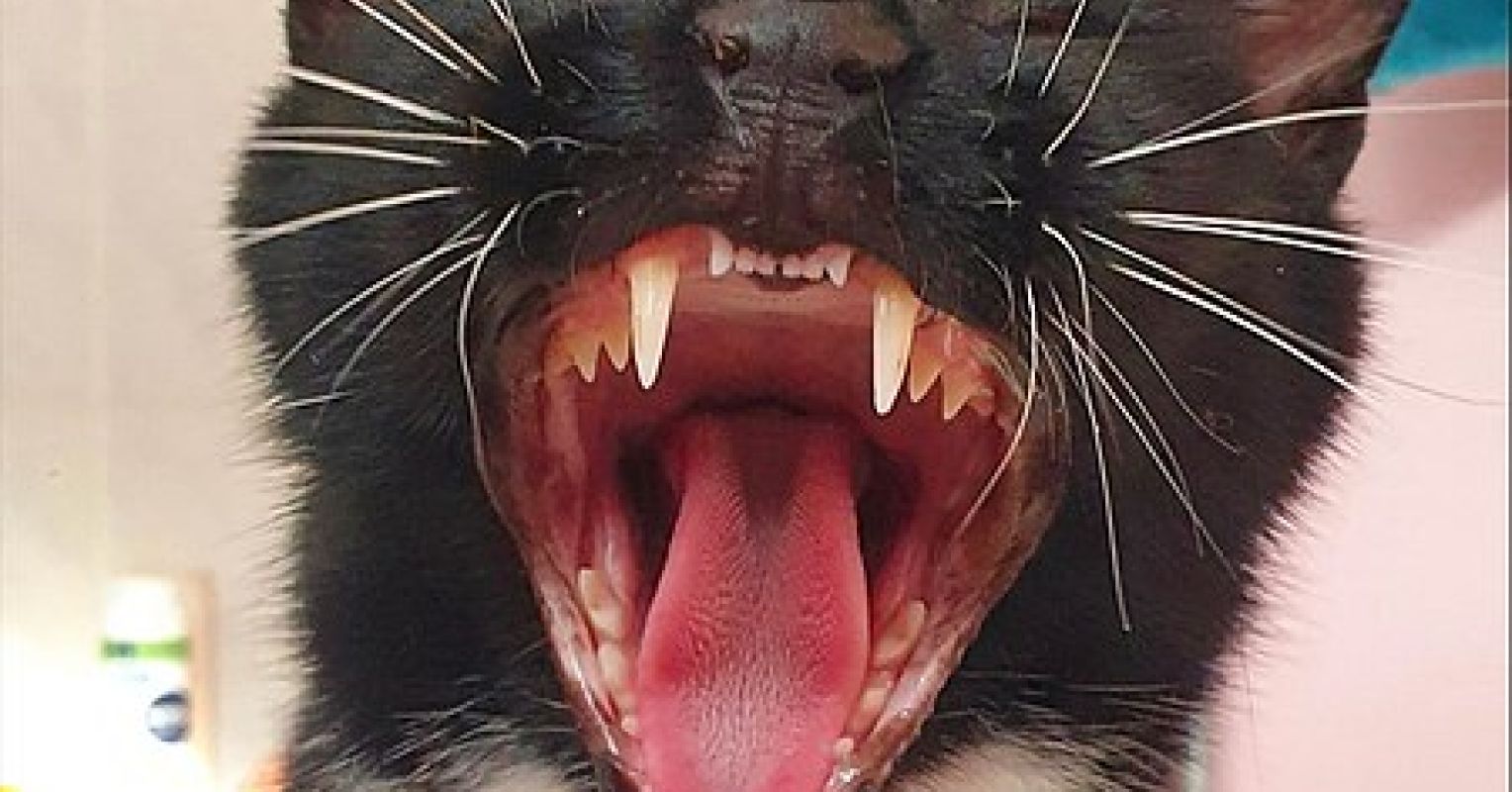 Does Your Cat Like You? Psychology Today United Kingdom