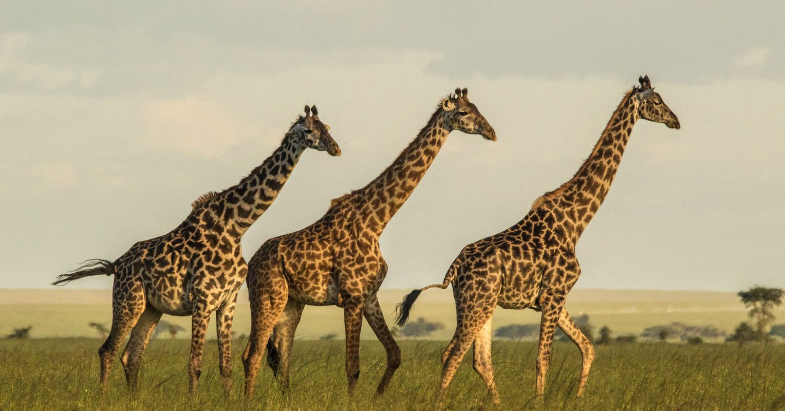 Spot Shape Is Meaningful in Giraffe Social Circles