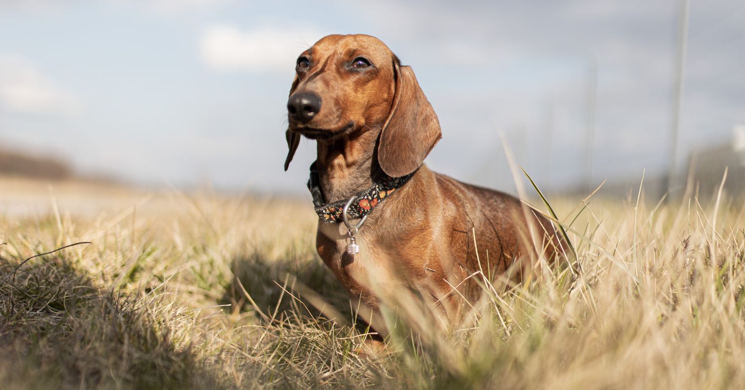 Can Pet Dogs Experience Freedom? | Psychology Today