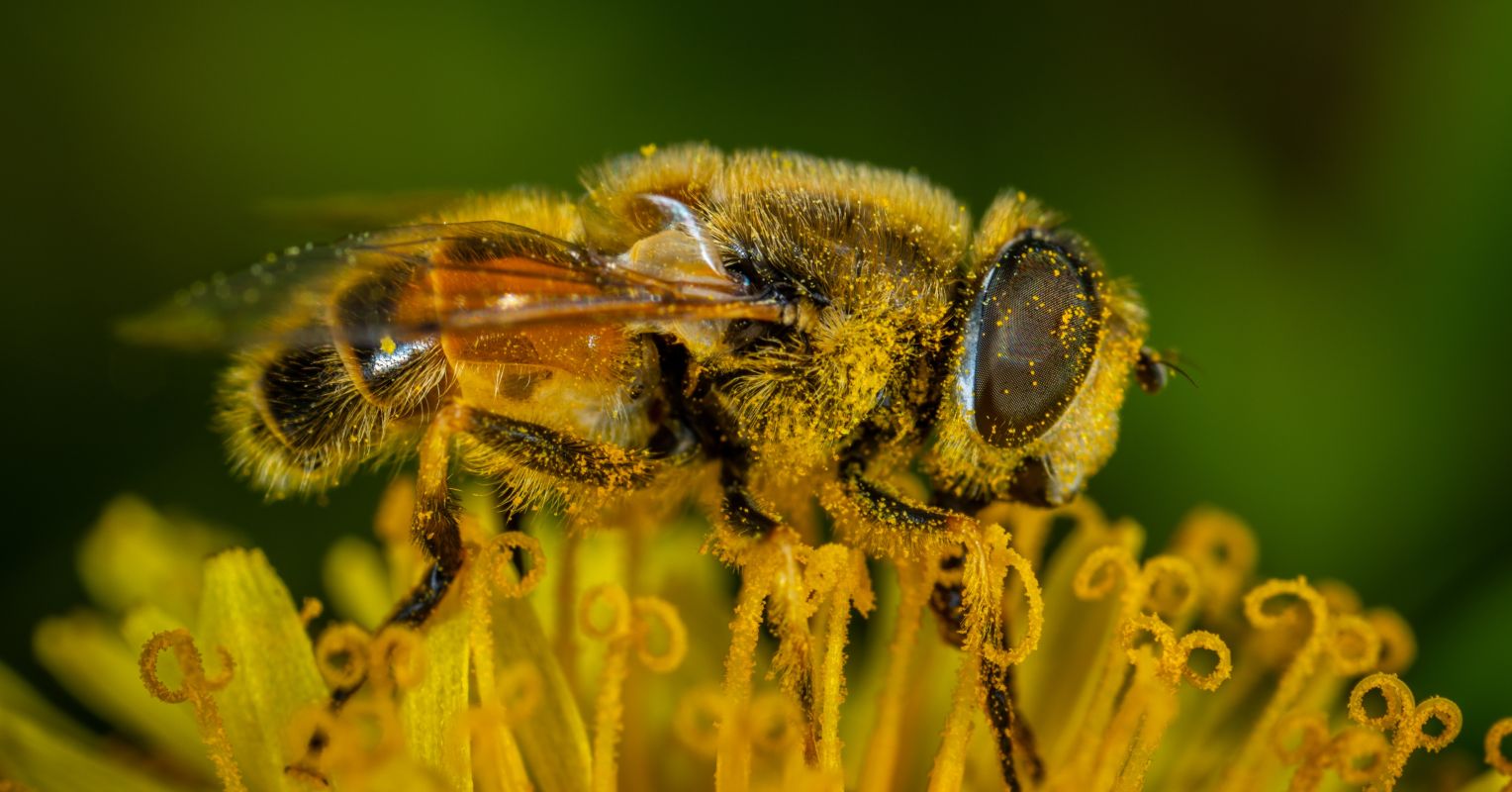 Bumble Bees Play With Balls and May Even Enjoy It Psychology Today Canada