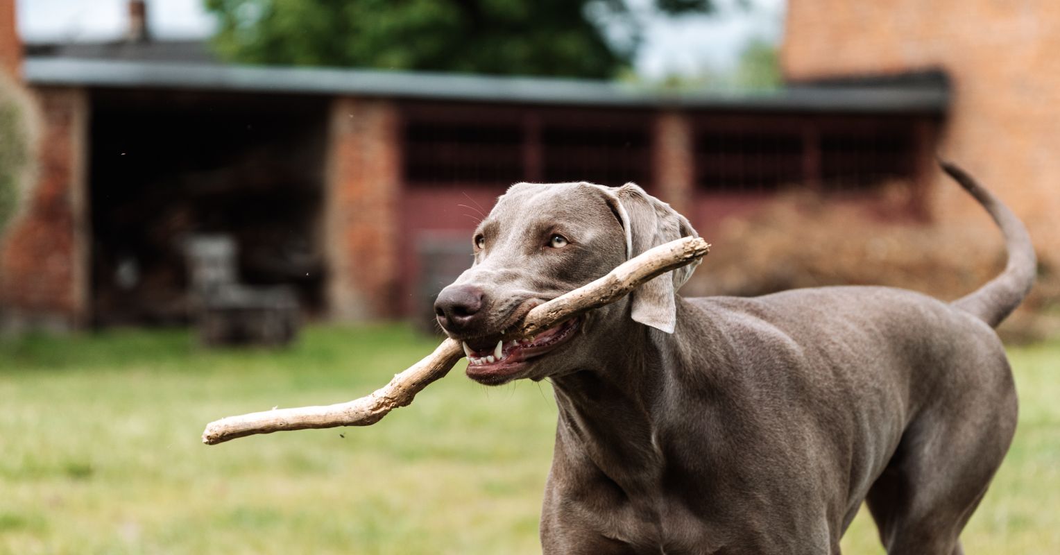 Do Dogs Like Having Their Collars Off