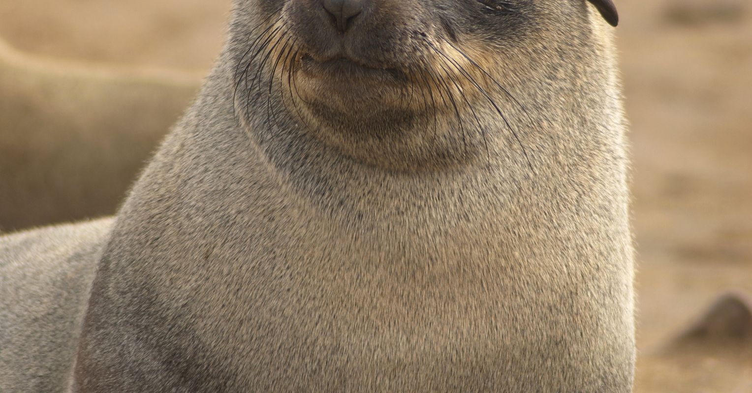 Rapid Vocal Recognition in Fur Seal Moms and Pups | Psychology Today