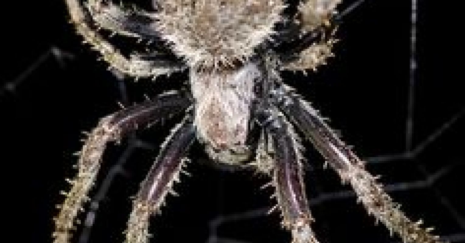 Spiders Oral Sex During Mating Saves Males Lives Psychology Today 