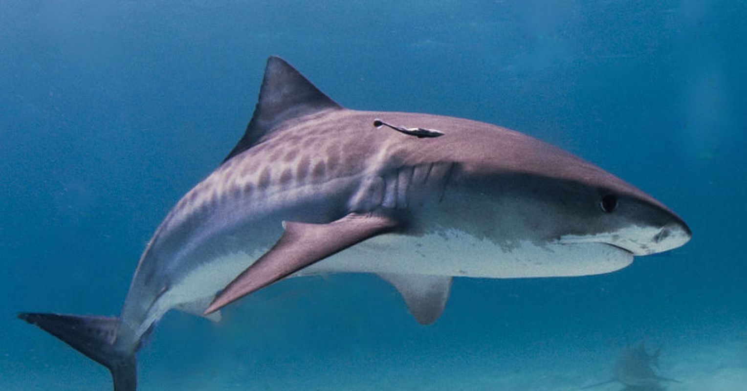 Midwife to a Tiger Shark, Science Features
