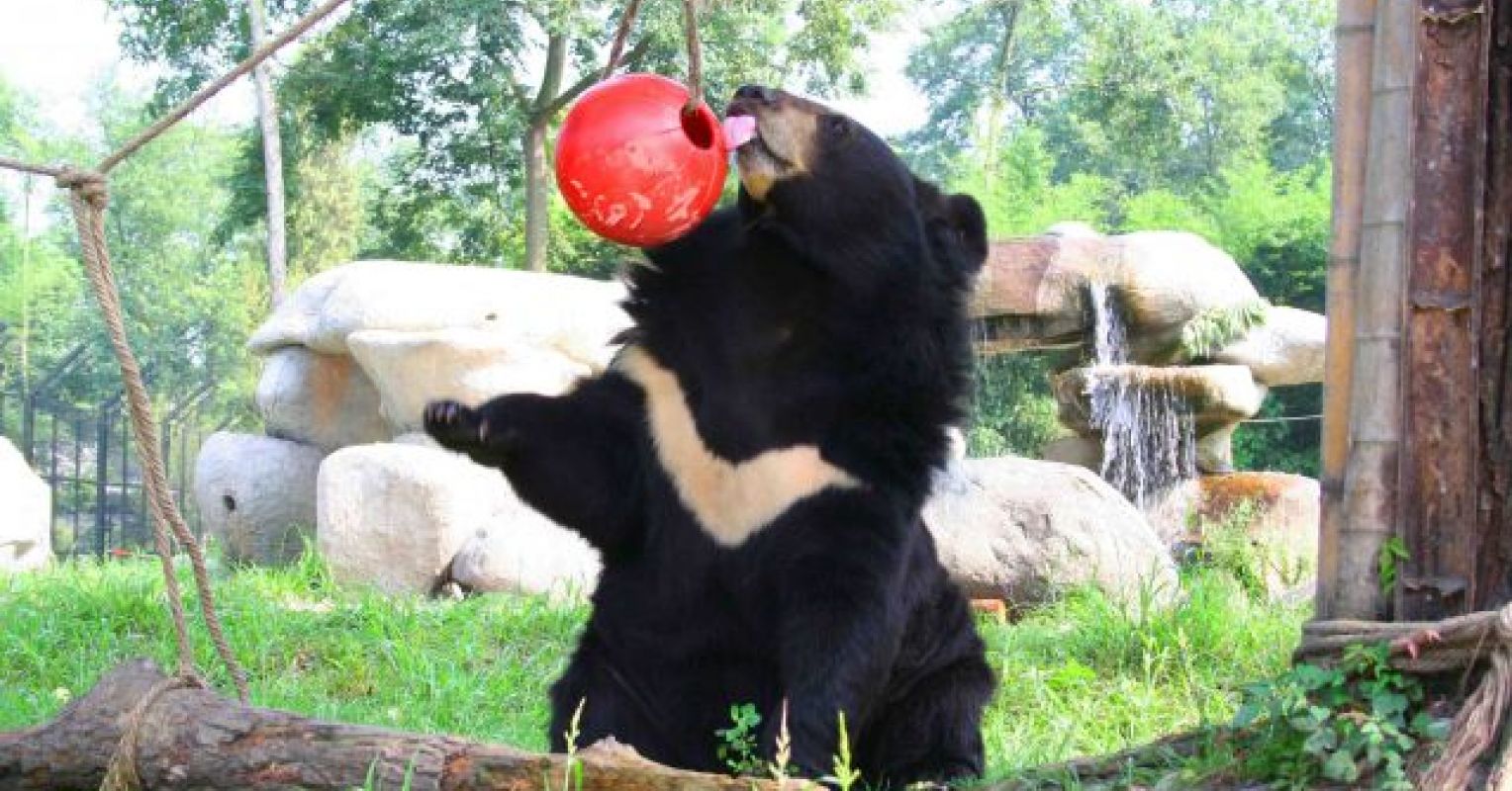 My Basket of Hope I: BeaRtrice, Oscar, and Asian Moon Bears | Psychology  Today