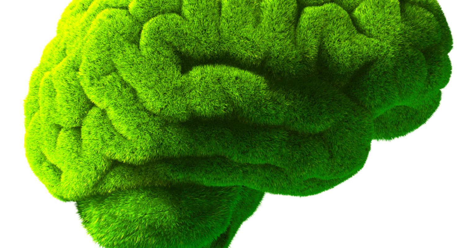 Green brain. Зеленый мозг. Мозг из травы. Мозг картинка.