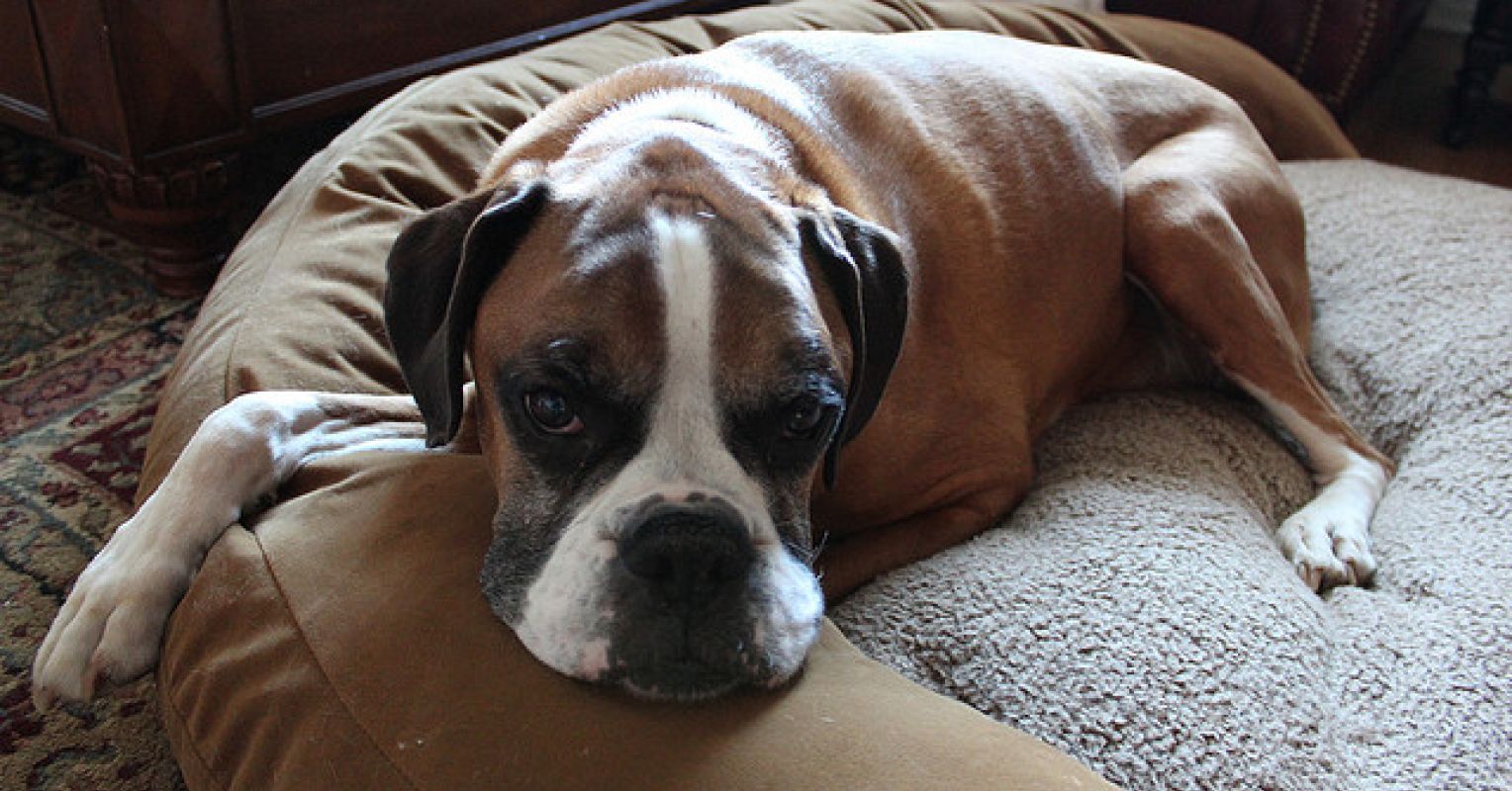 why do dogs dig before lying down