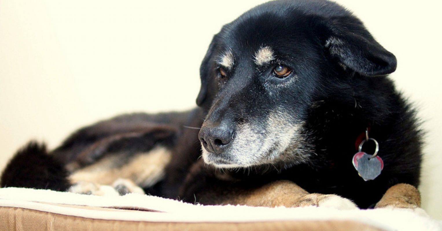 Does Stress Cause Premature Graying in Dogs? | Psychology Today Singapore