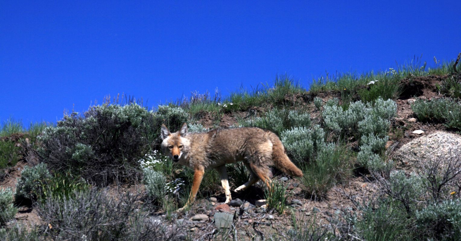 jackal vs coyote