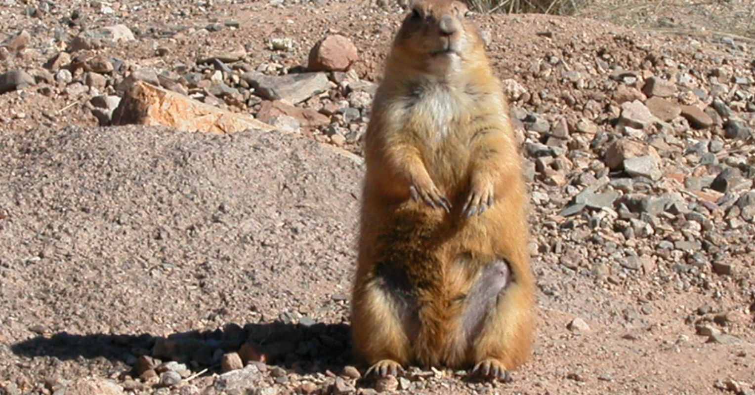 If We Could Talk With the Prairie Dogs, Just Imagine it ... | Psychology  Today