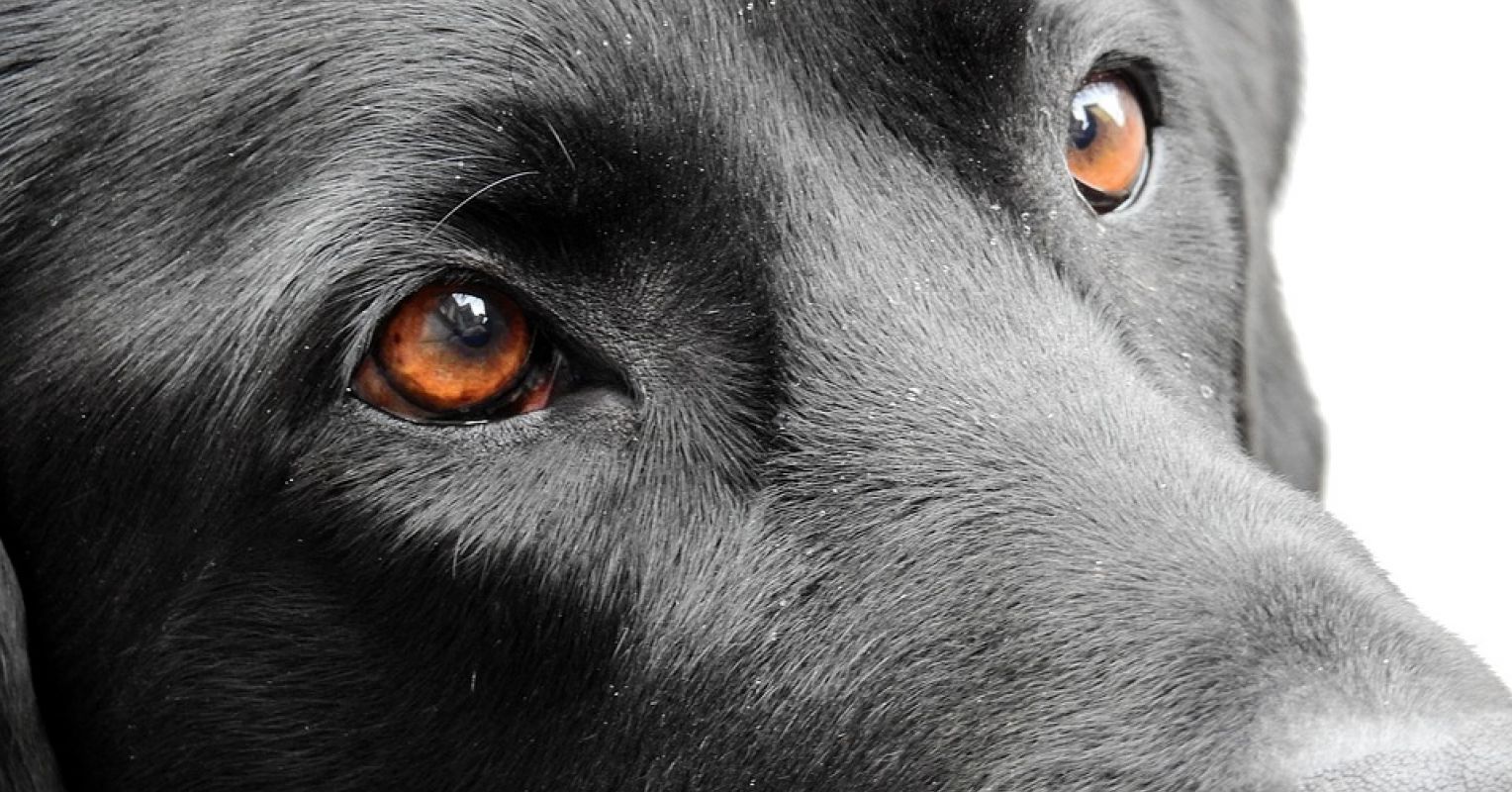 Canine Phobias | Psychology Today