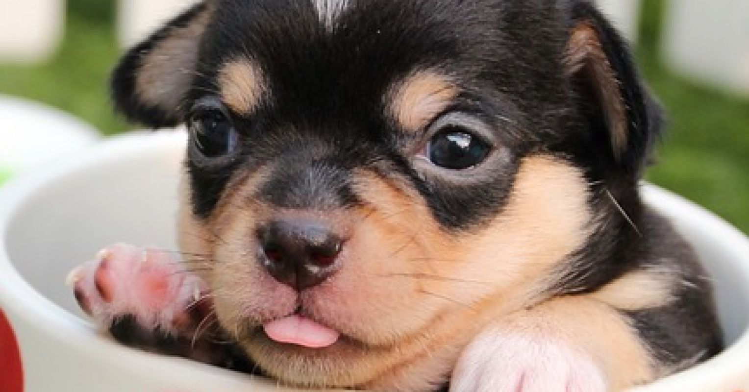 Here's Why Your Dog Might Not Be as Cute as You Think | Psychology ...