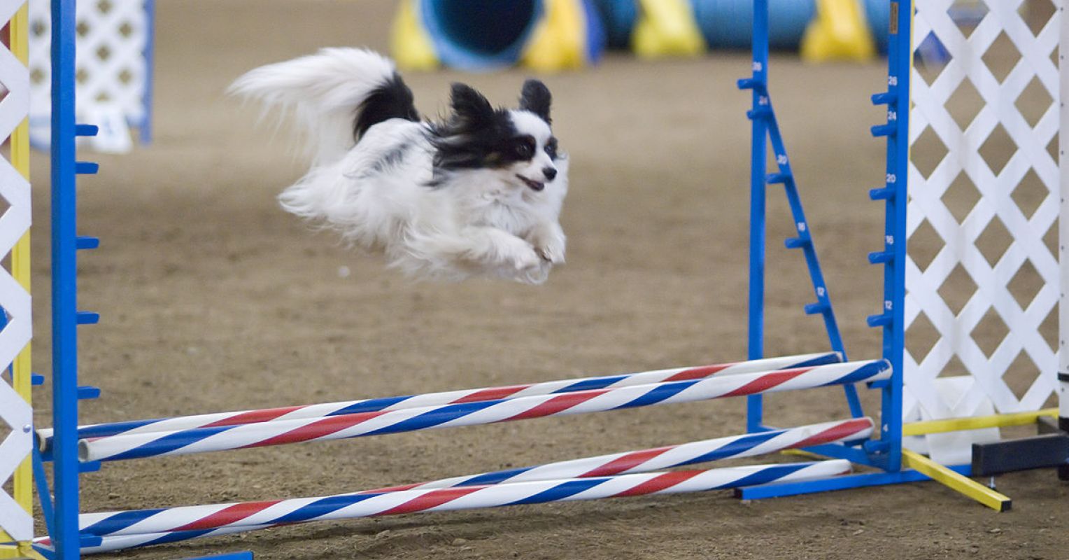 dog training jumping