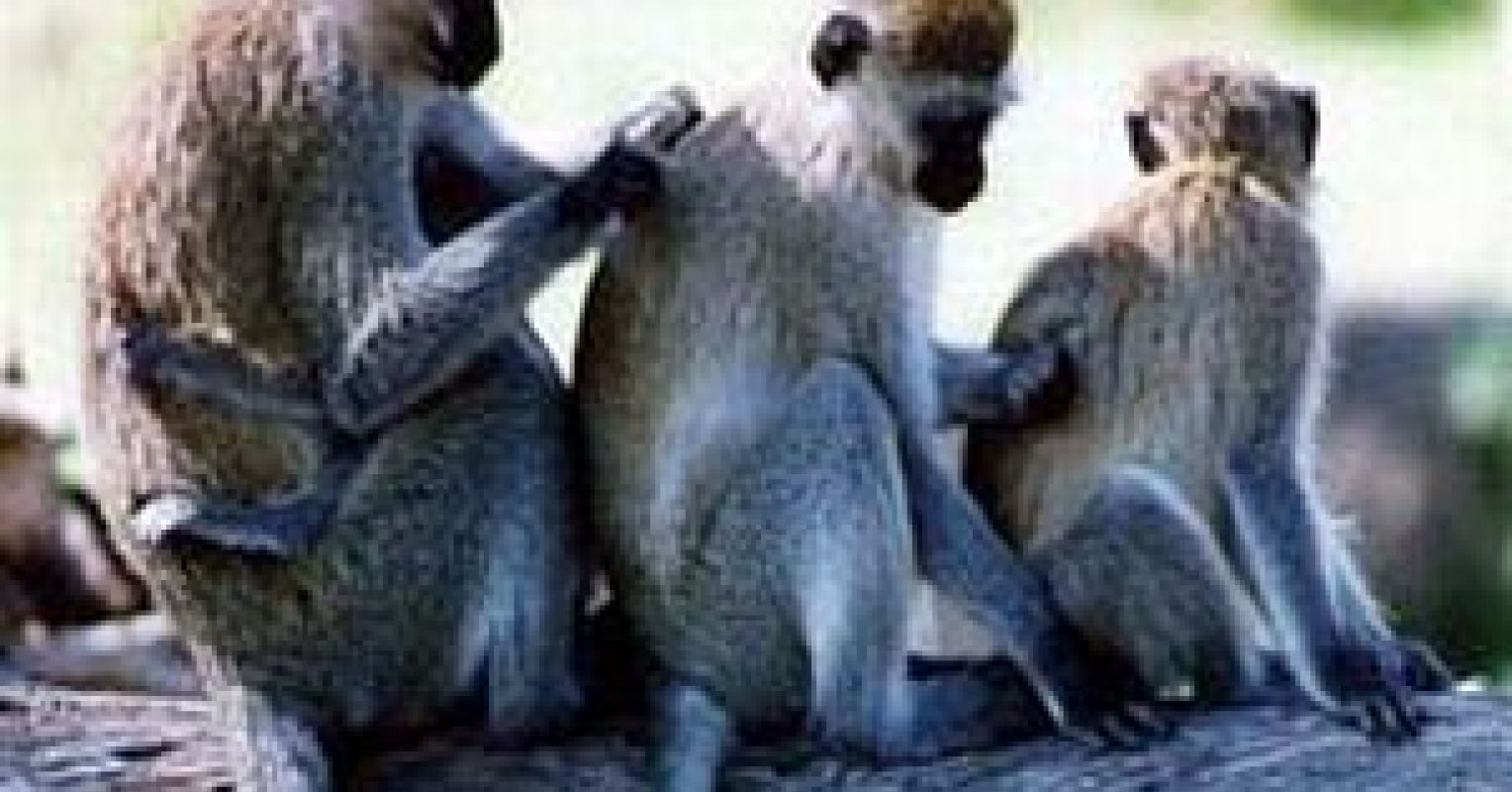 Phrasing The Question: Does Altruism Even Exist? | Psychology Today  Singapore