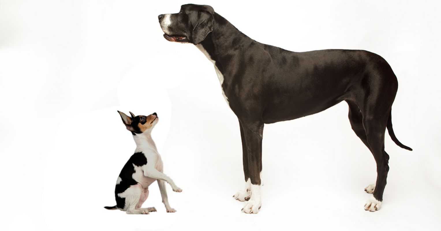 why large dogs are better than small dogs