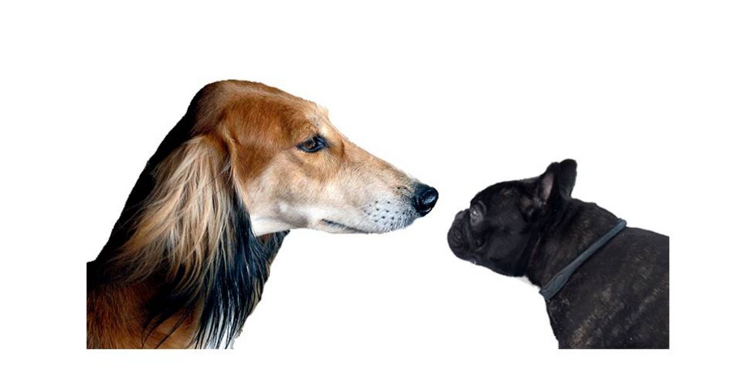 A Dog's Size and Head Shape Predicts Its Behavior