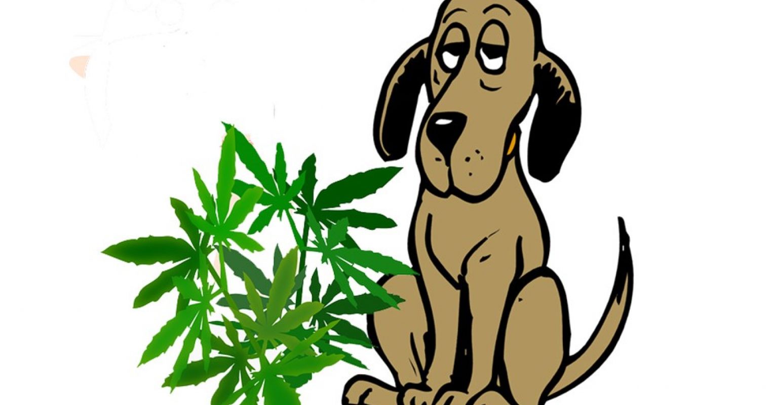 dogs smoking weed
