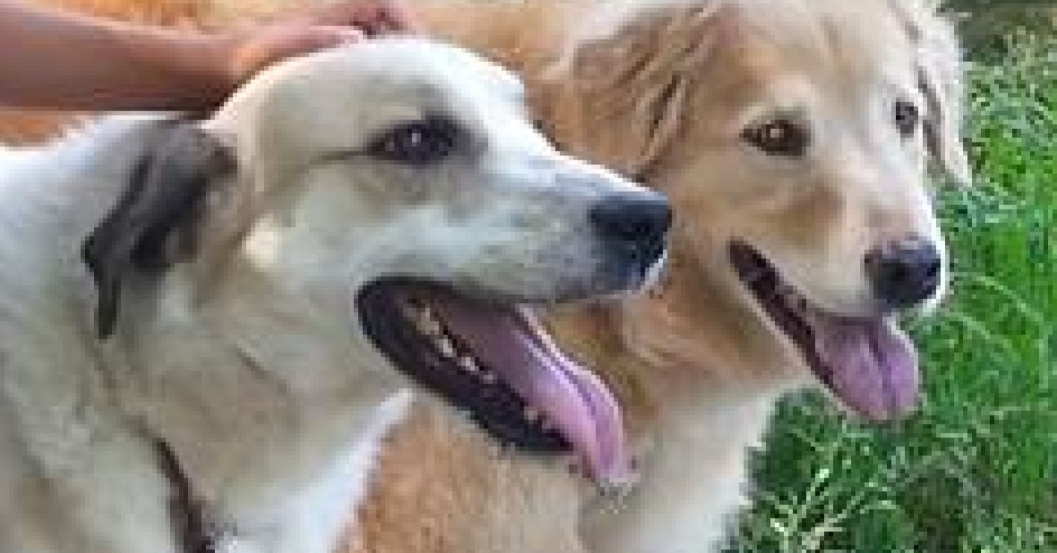 Why We Have Dogs Psychology Today