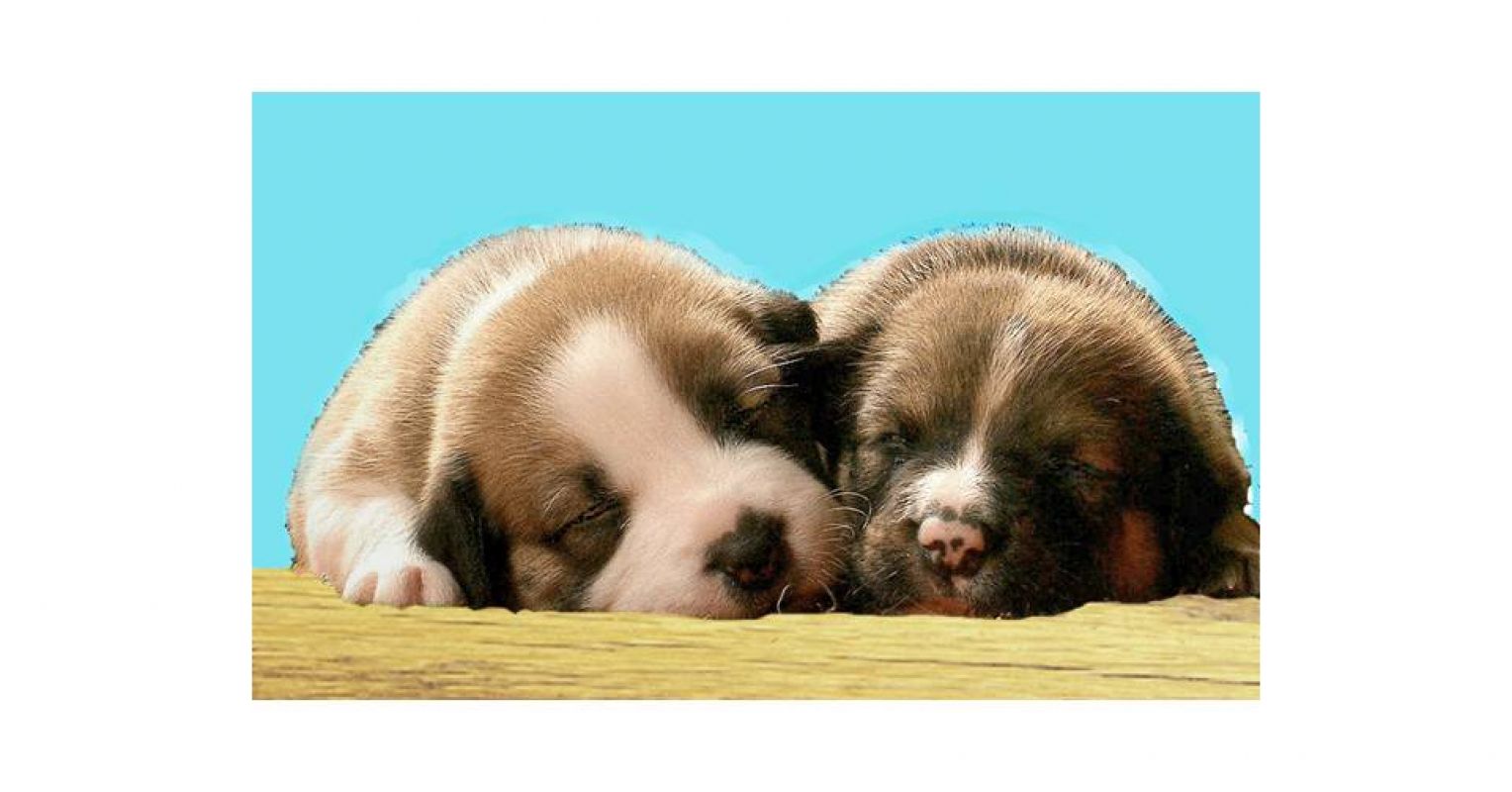 Why Are Puppies Born With Their Eyes and Ears Closed? | Psychology Today