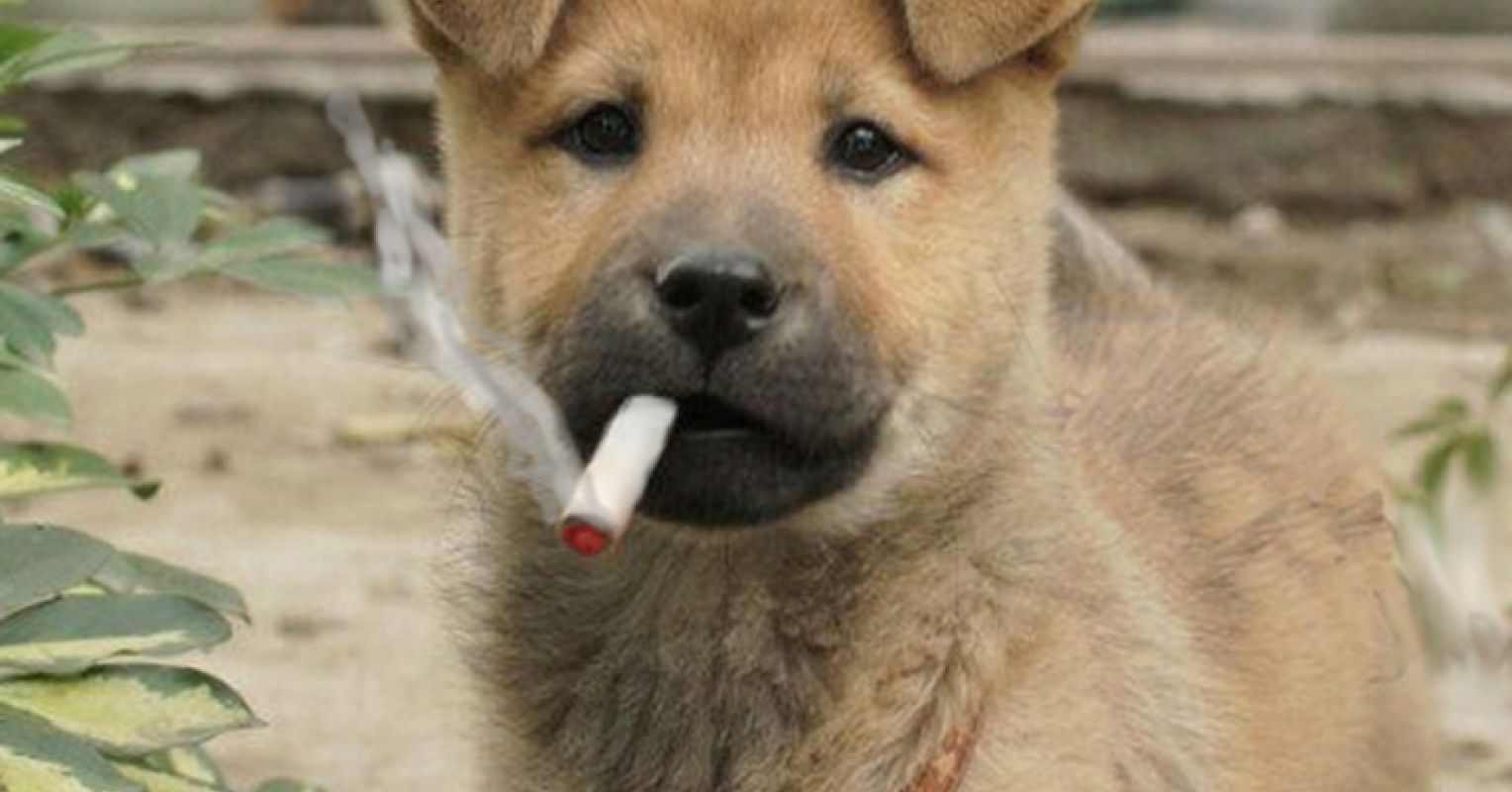 Are Dogs Who Live with Smokers More Likely to Get Cancer?