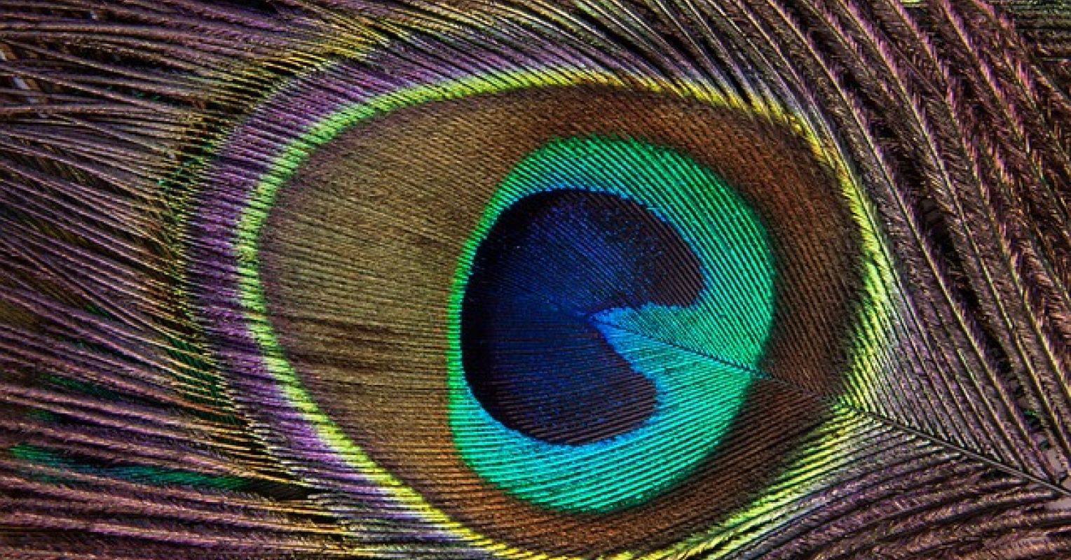 In the Eye of the Beholder Peacock Feather