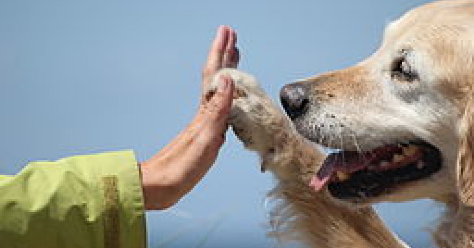 Do Animal-Assisted Interventions Work, and For Whom? | Psychology Today