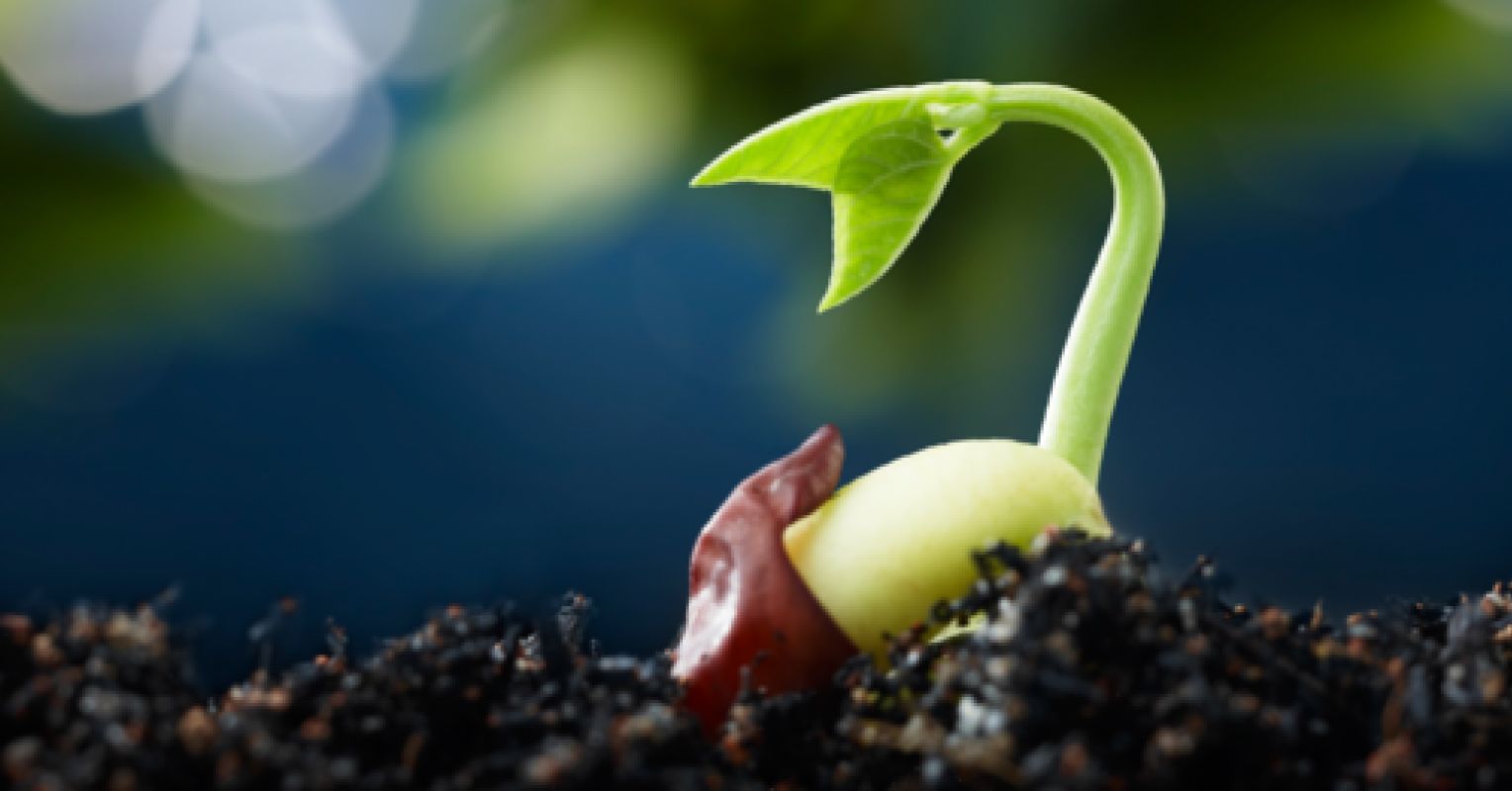 Seed Psychology Today New Zealand