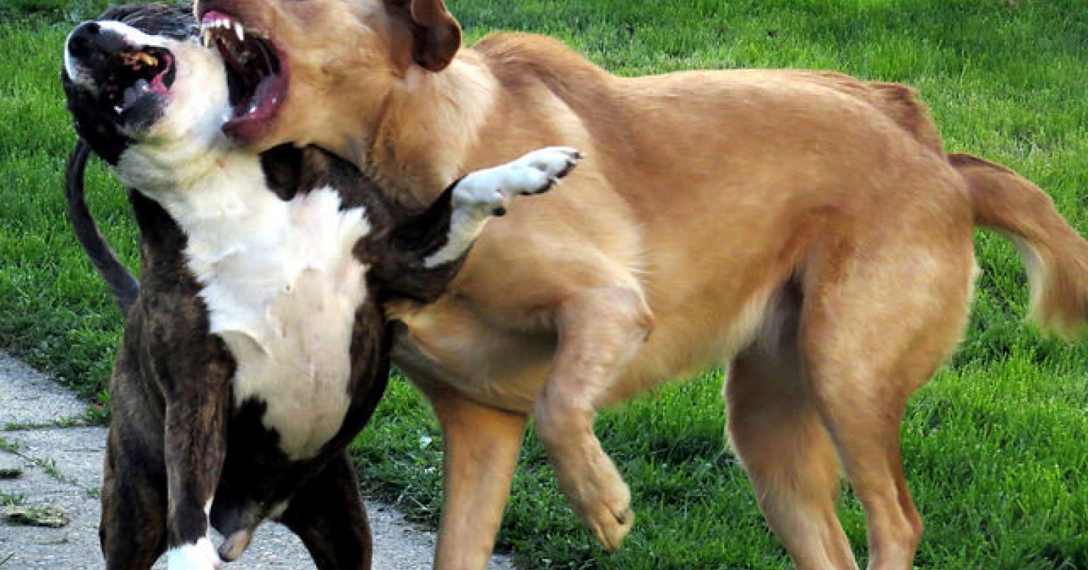 What Is the Best Way to Stop a Dog Fight? | Psychology Today