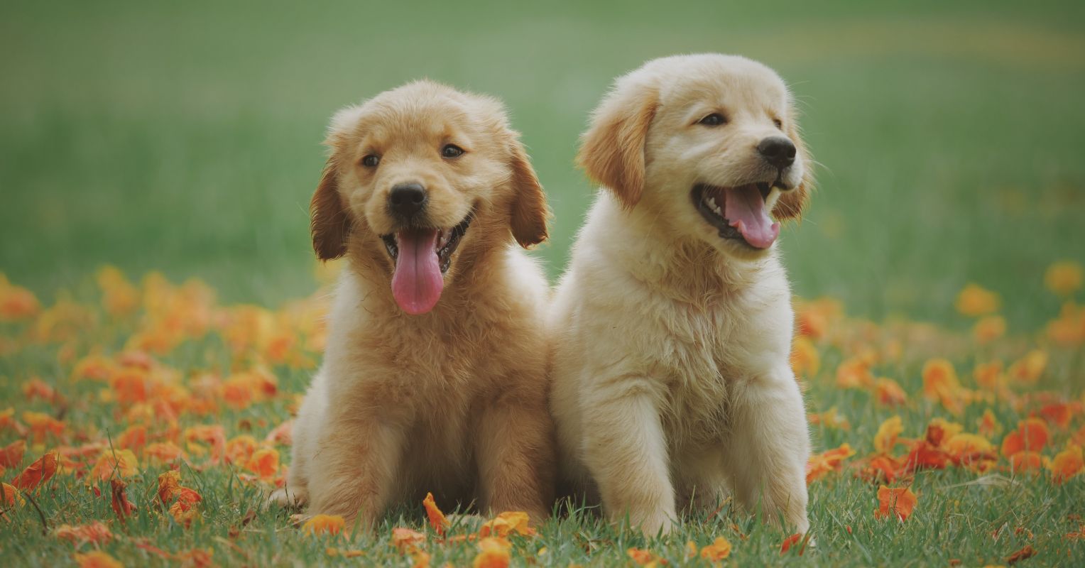 Do Dogs Know and Prefer Their Own Breed or Do They Mix? | Psychology Today