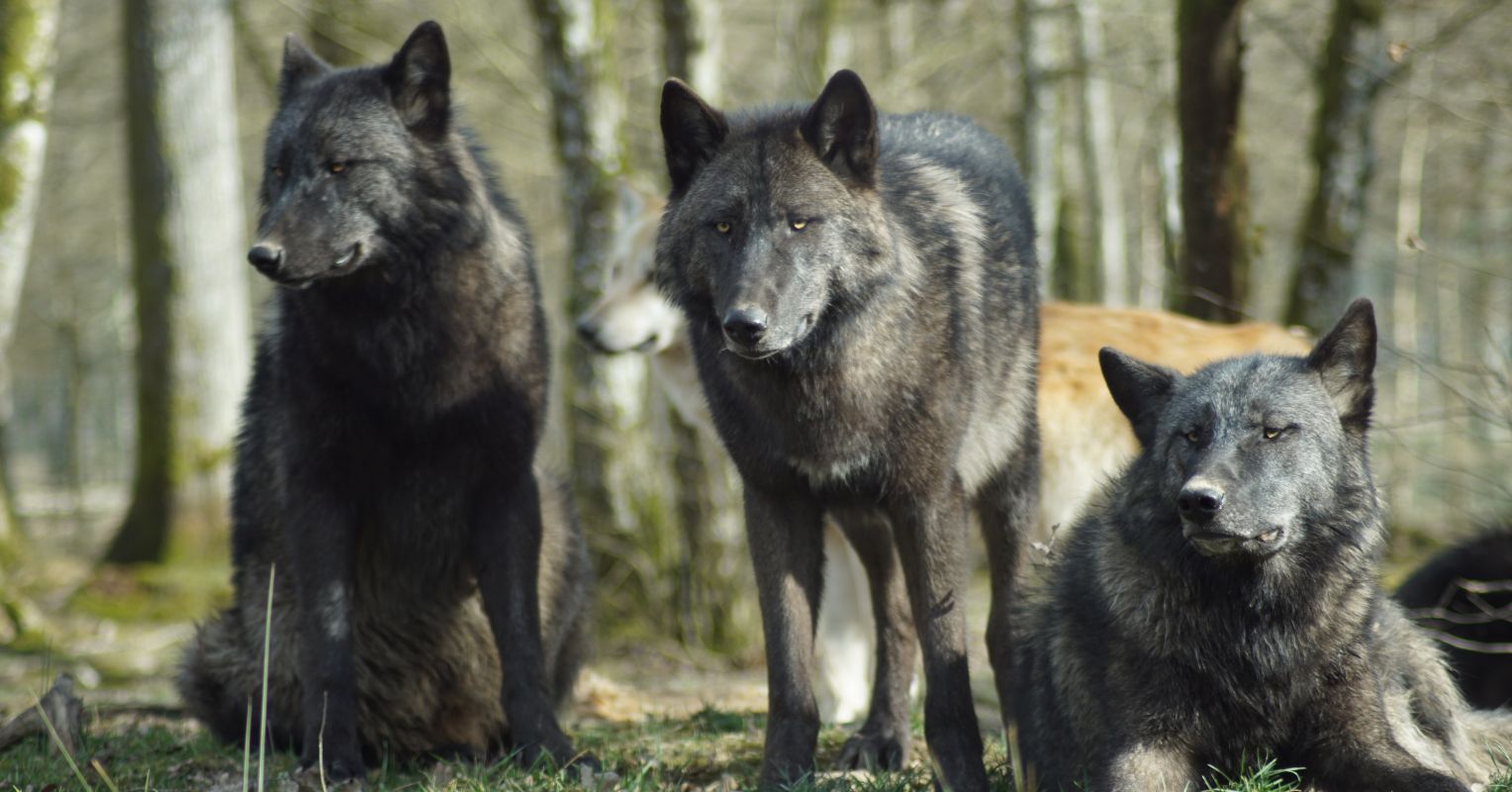 Wolf Packs Suffer When Humans Kill Their Leaders | Psychology Today