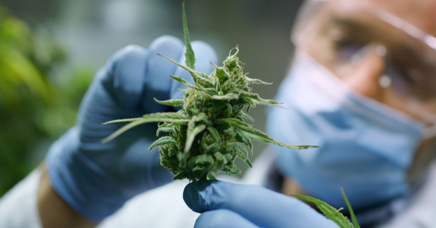 Sponsorship of Marijuana Research May Bias the Results | Psychology Today Australia