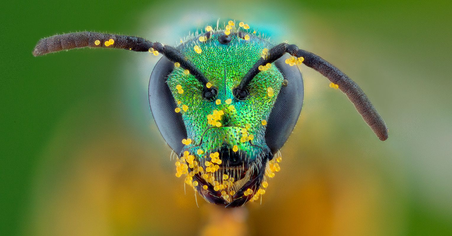 Bees can remember human faces — and 7 other surprising facts about these  important insects