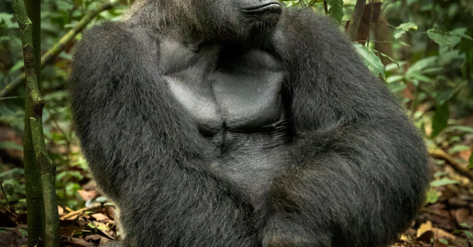 big ape