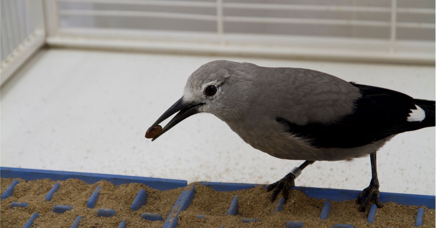 Where Is That Bird Going With That Seed? It's Caching Food for