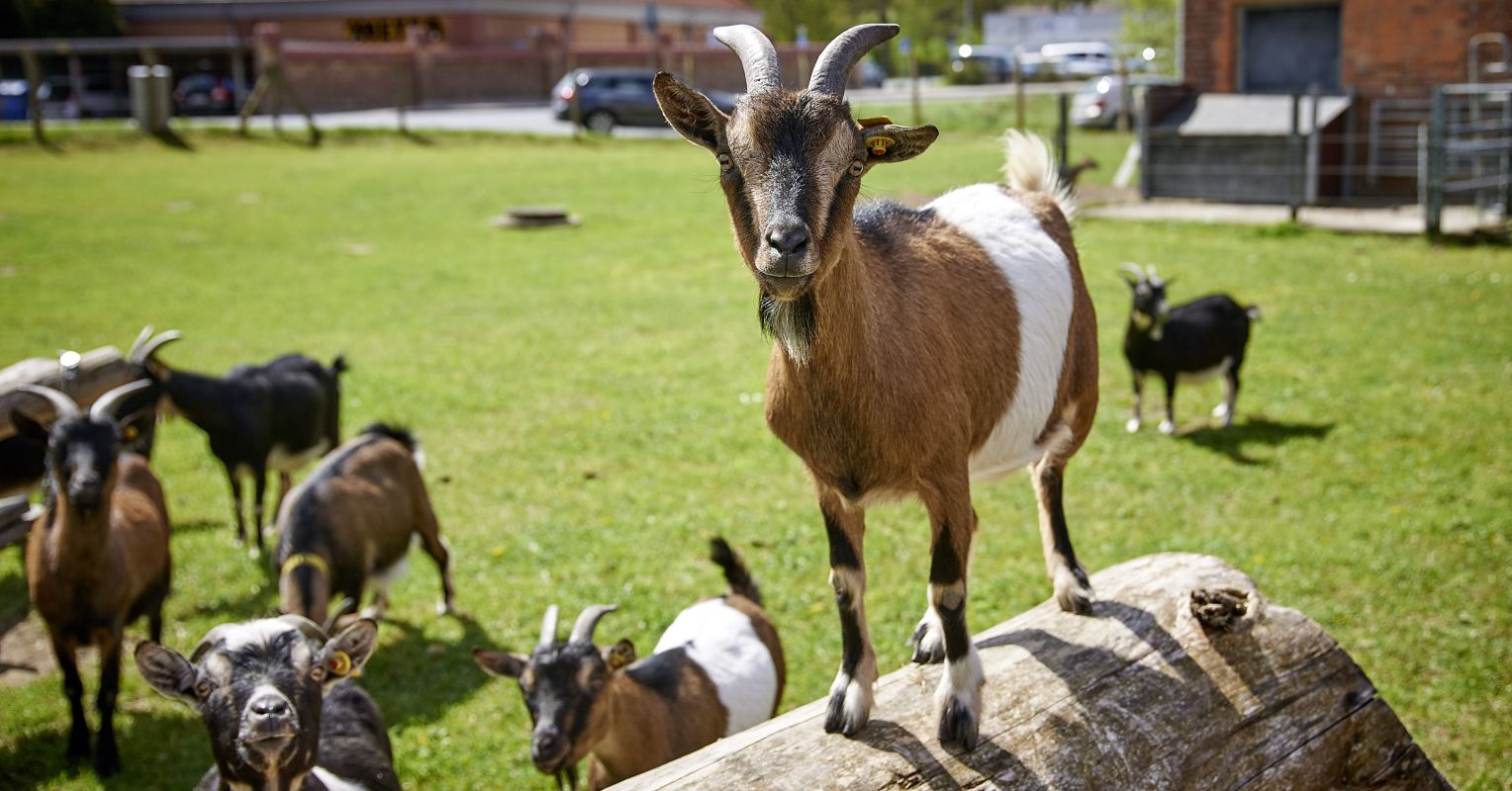 Goats Are Not Stupid | Psychology Today