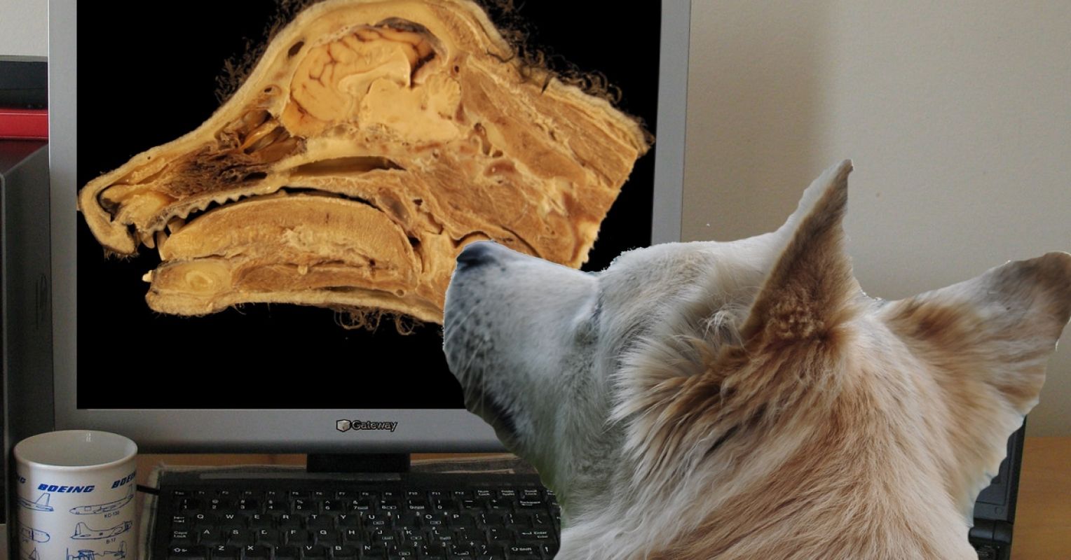 Are Dogs' Brains Getting Larger? | Psychology Today