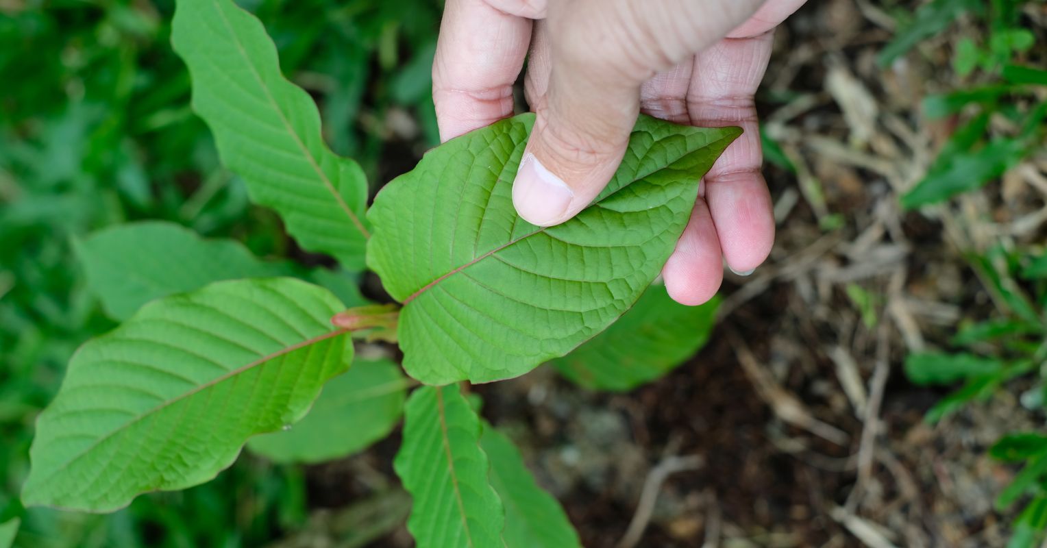 Assessing the risks and potential benefits of a popular yet controversial herbal substance.