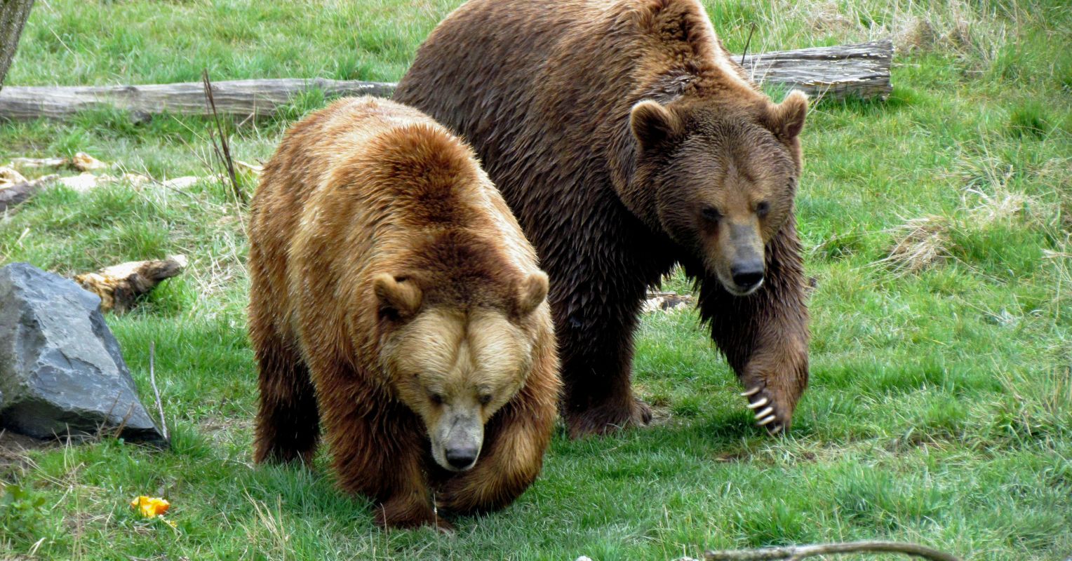 Milwaukee Bears' story comes to life