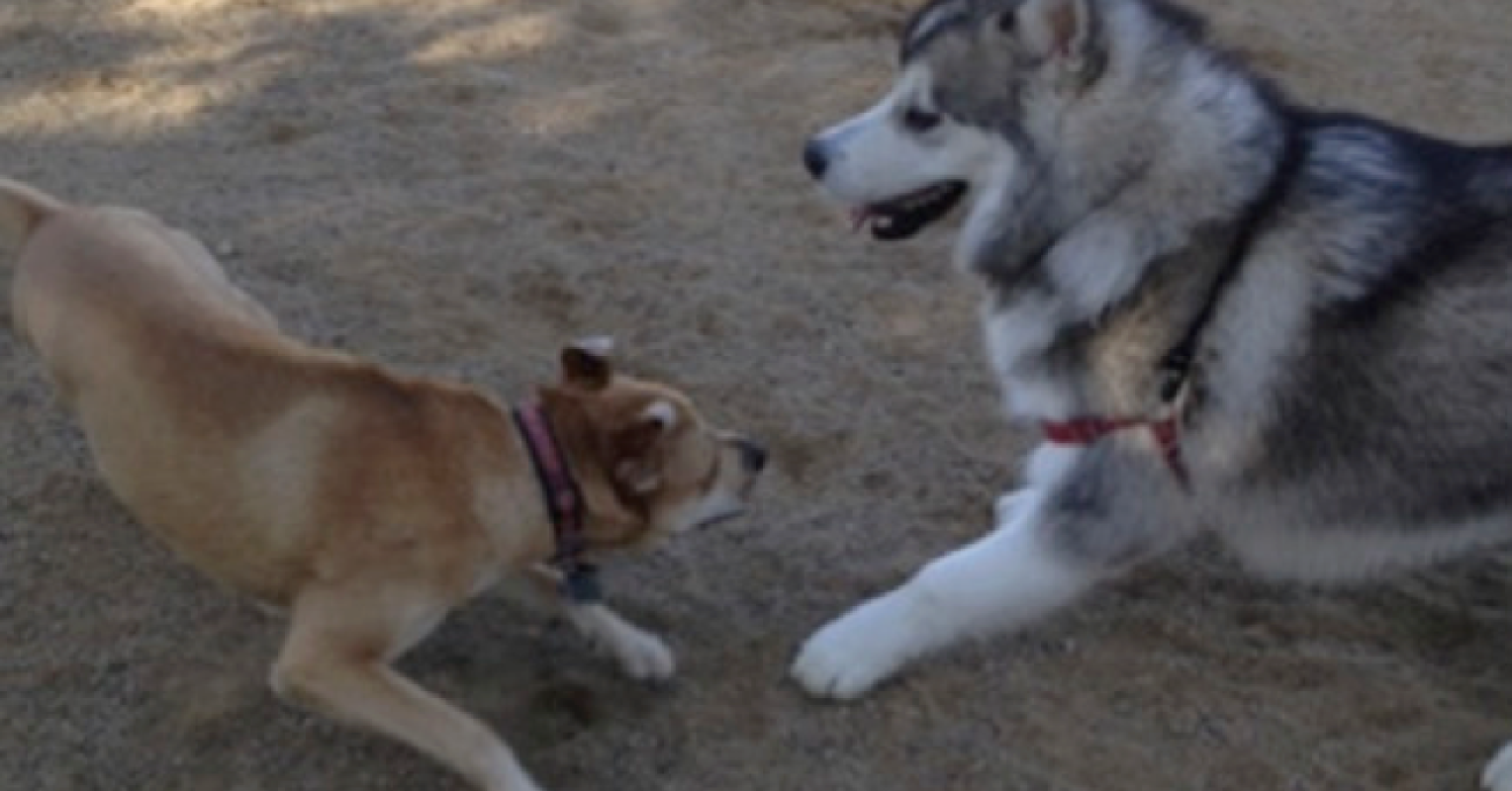 Dogs Engage in Playful Teasing to Play Fair and Have Fun | Psychology Today