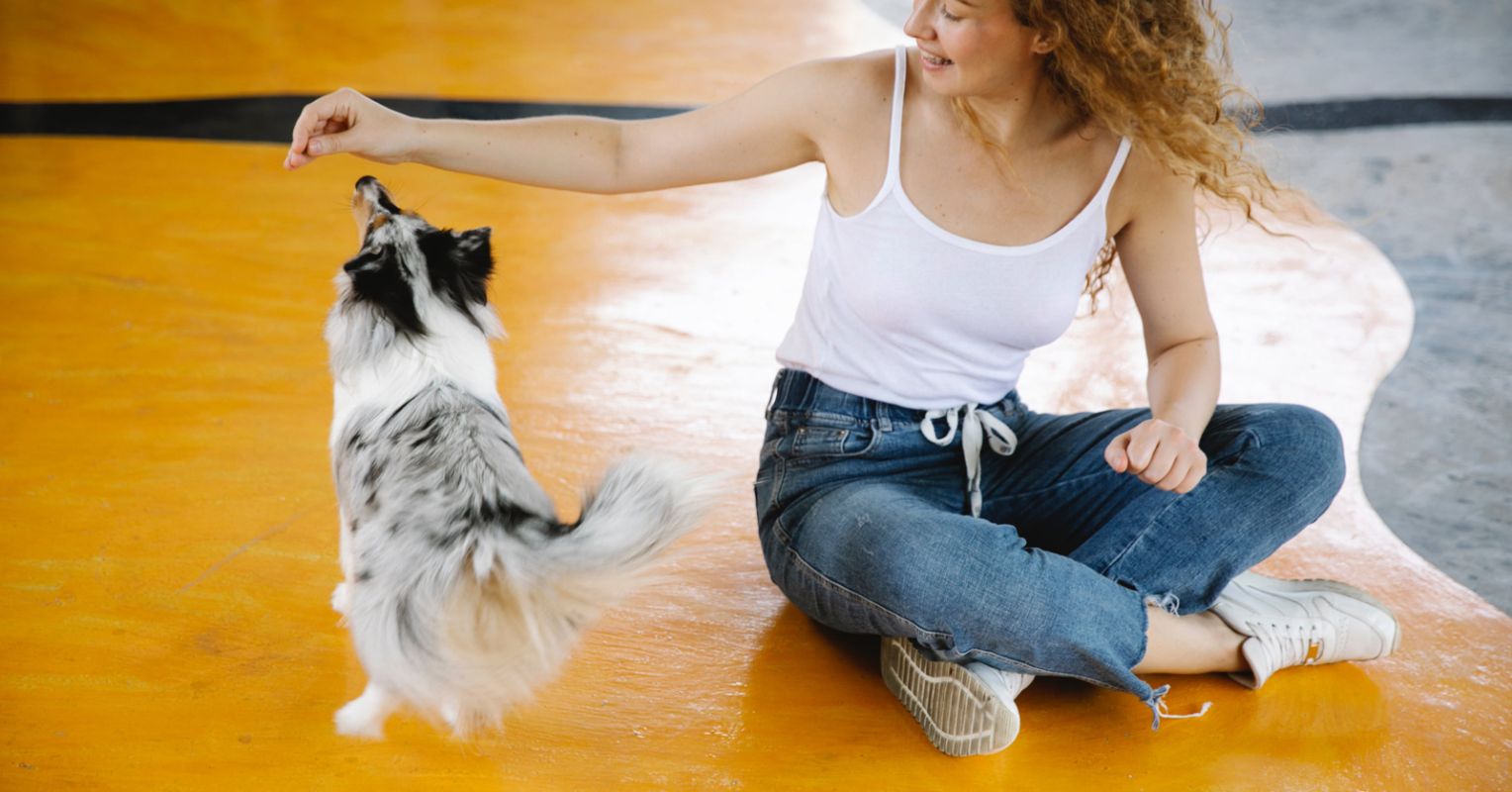 Does My Dog Need Behavior Training or a Private Session? Psychology Today