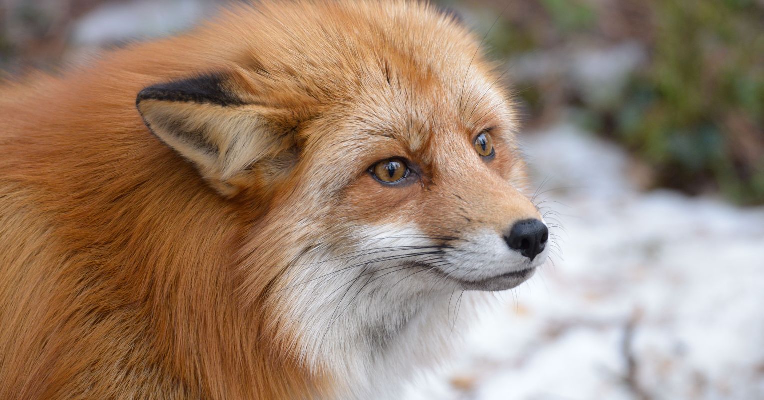 Red Foxes: The Behavior of Our Playful and Clever Neighbors
