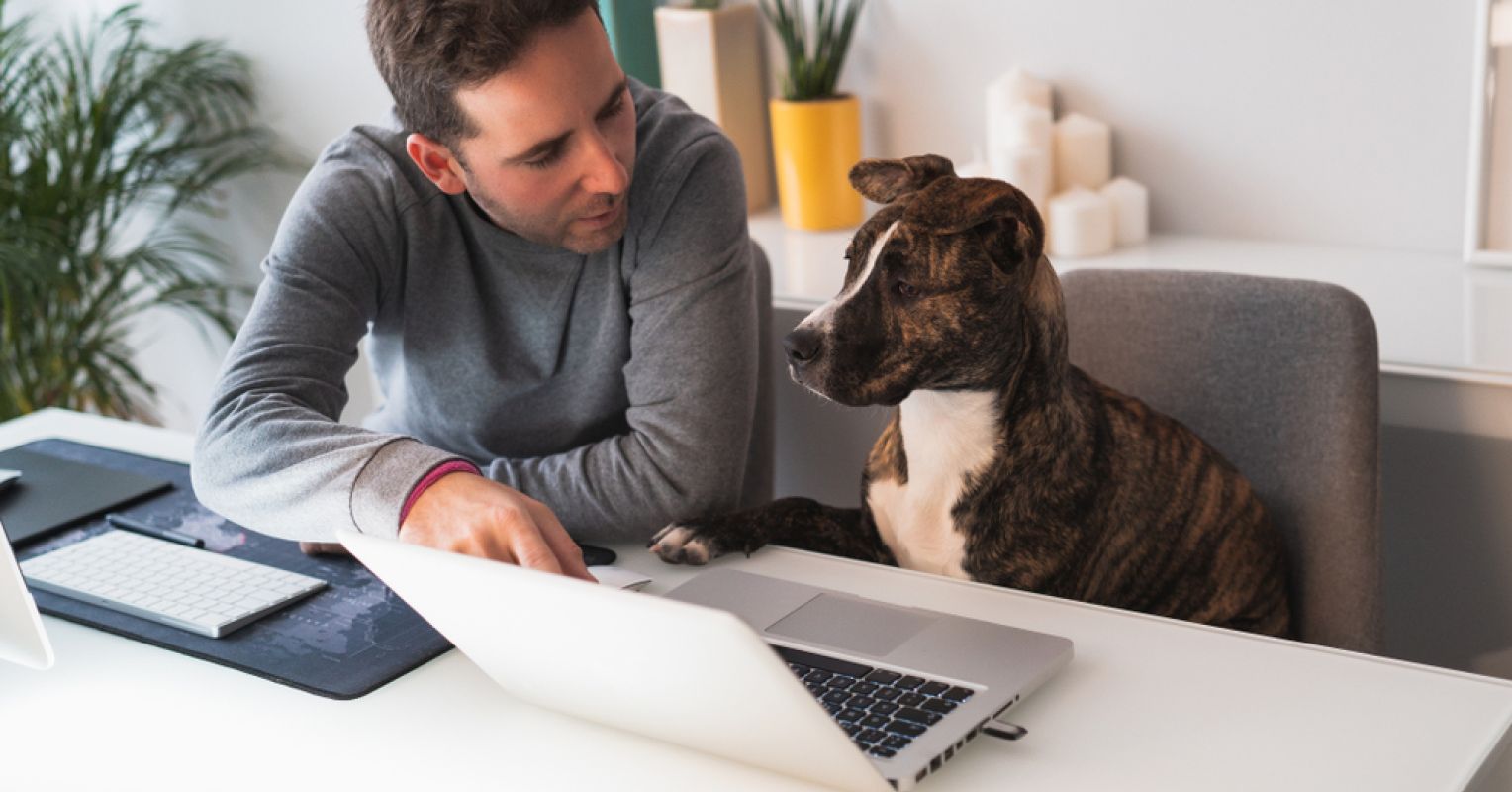 Not Smart Dogs What Makes One Dog More Intelligent Than Another? | Psychology Today