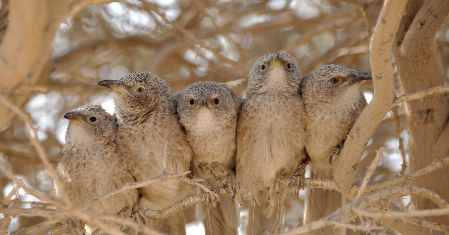 Birds’ Preparation Methods Vary with the Meal | Psychology Today