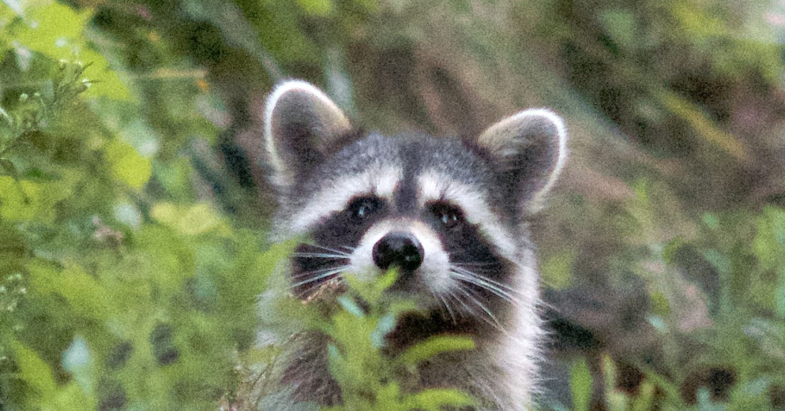 The Perks of Appreciating Wild Neighbors as Sentient Beings ...