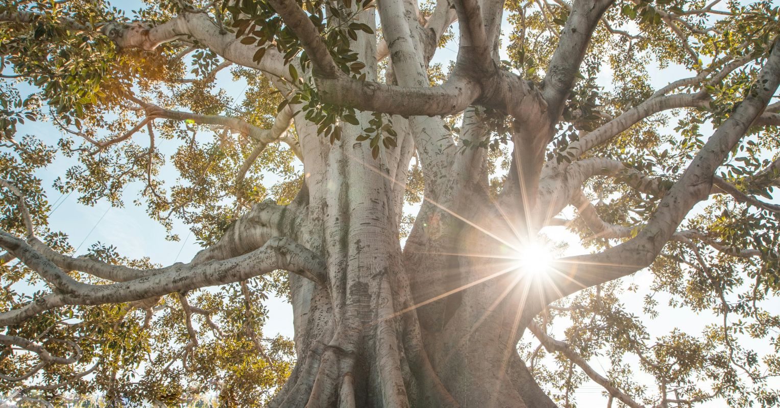 6 Practices for Our Rootless Lives | Psychology Today